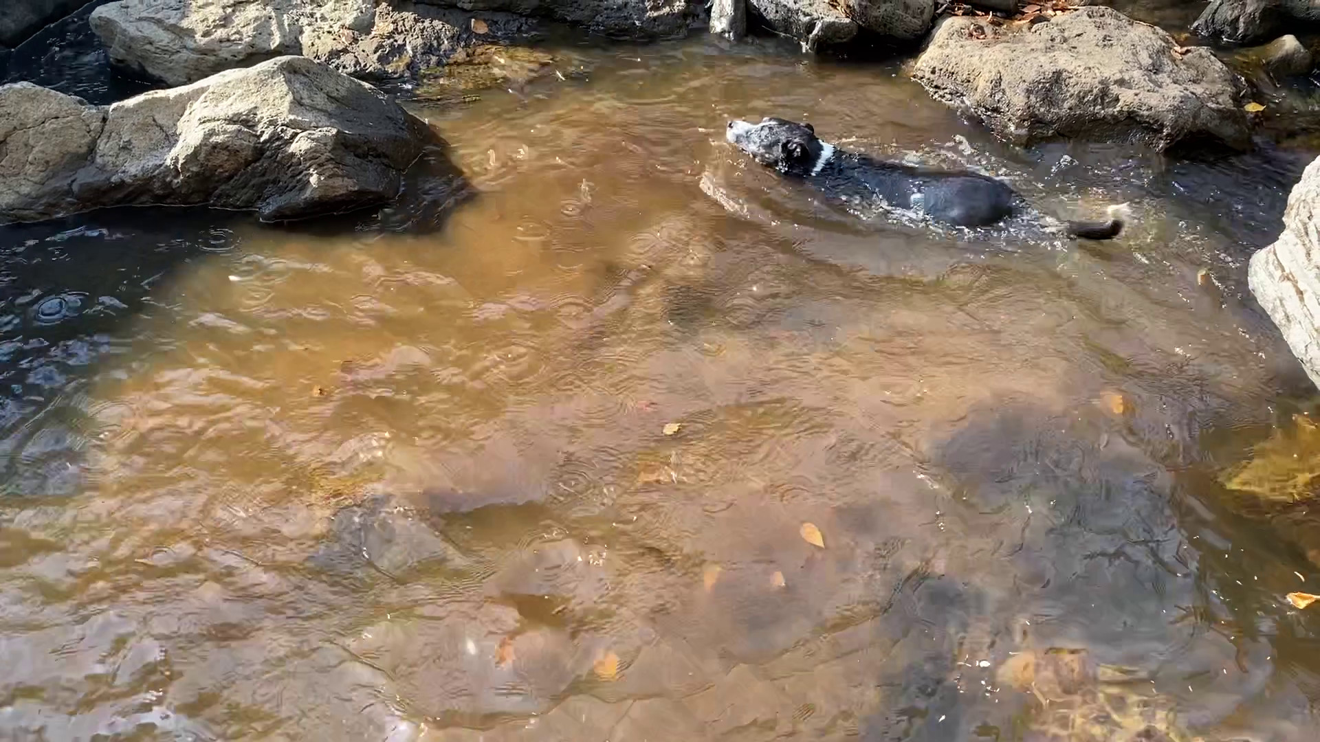 Swimming in Black Water.MOV